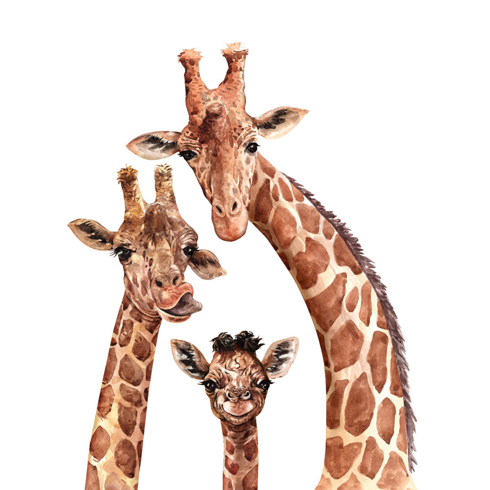 La familia de las jirafas